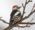 Middle Spotted Woodpecker