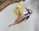 Middle Spotted Woodpecker