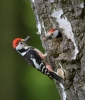 Middle Spotted Woodpecker