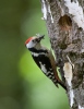 Middle Spotted Woodpecker