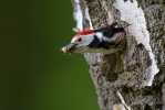 Middle Spotted Woodpecker