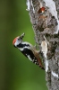 Middle Spotted Woodpecker