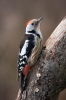 Middle Spotted Woodpecker