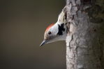 Middle Spotted Woodpecker