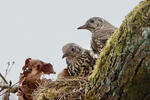 Mistle Thrush