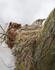 Mistle Thrush