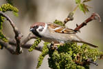 Moineau friquet