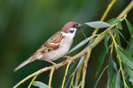 Moineau friquet