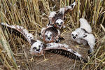 Montagu's Harrier
