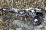 Montagu's Harrier