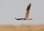 Montagu's Harrier