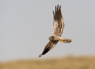 Montagu's Harrier