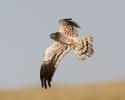 Montagu's Harrier