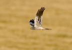 Montagu's Harrier