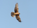 Montagu's Harrier