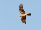 Montagu's Harrier