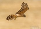 Montagu's Harrier