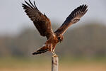 Montagu's Harrier - juv.