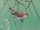 Mosquitero común