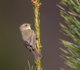 Mosquitero común