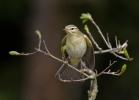 Mosquitero musical