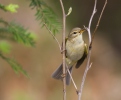 Mosquitero musical