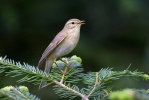 Mosquitero musical