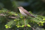 Mosquitero musical