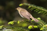 Mosquitero musical