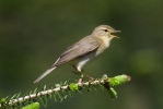 Mosquitero musical