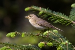 Mosquitero musical