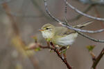 Mosquitero musical