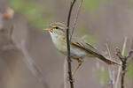 Mosquitero musical