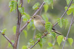 Mosquitero musical