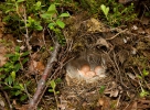 Mosquitero musical