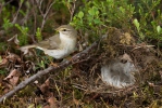 Mosquitero musical