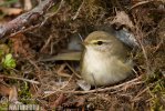 Mosquitero musical