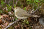 Mosquitero musical