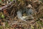 Mosquitero musical