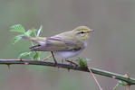 Mosquitero silbador