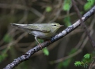 Mosquitero silbador