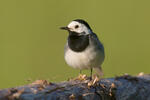 Motacilla alba