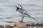 Motacilla alba