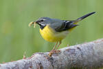 Motacilla cinerea