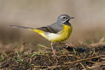 Motacilla cinerea