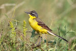 Motacilla flava