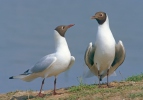 Mouette rieuse