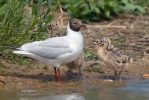 Mouette rieuse