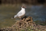 Mouette rieuse