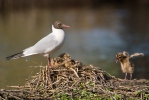 Mouette rieuse